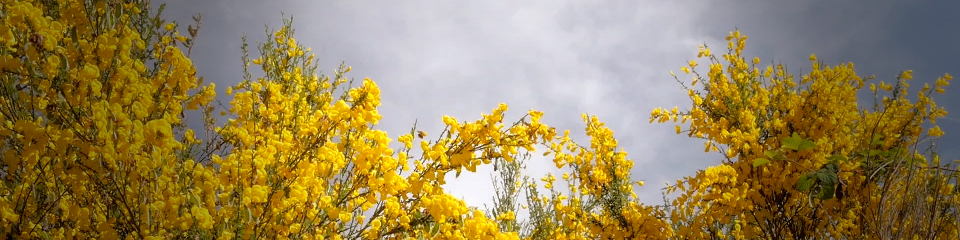 Banner El somni català